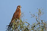 Brown Falcon